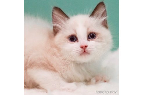 成約済の東京都のラグドール-101898の7枚目